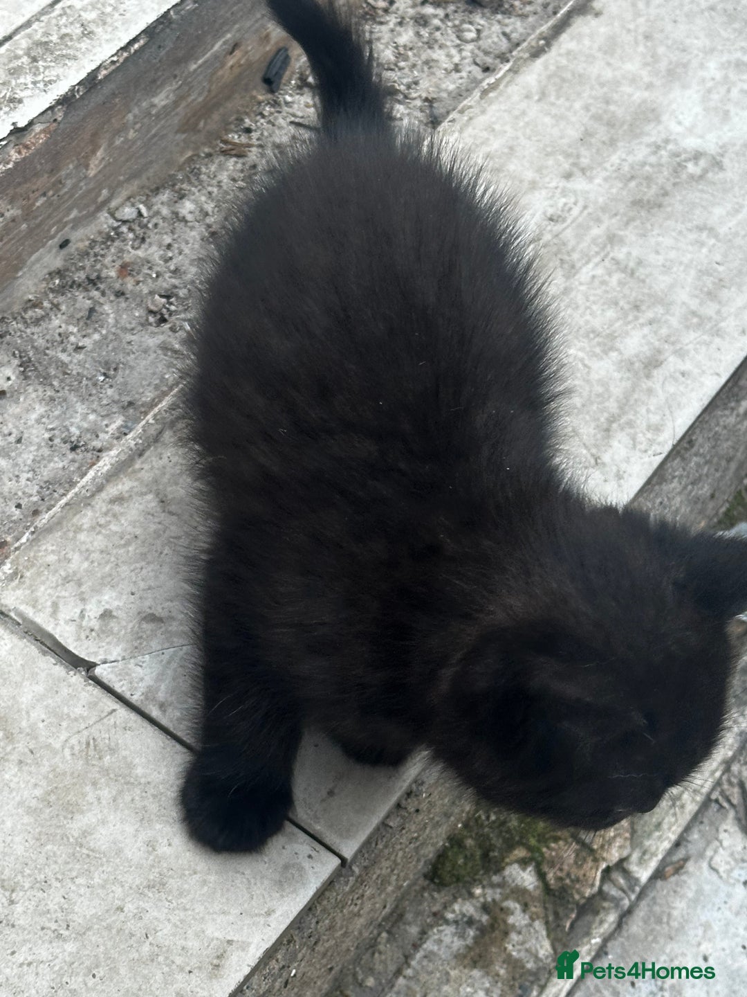 Mixed Breed cats for sale: 3 female kittens ready to go  - Image 22