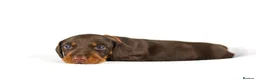 Miniature Dachshund dogs for sale: Miniature dachshund puppies  - Advert 8