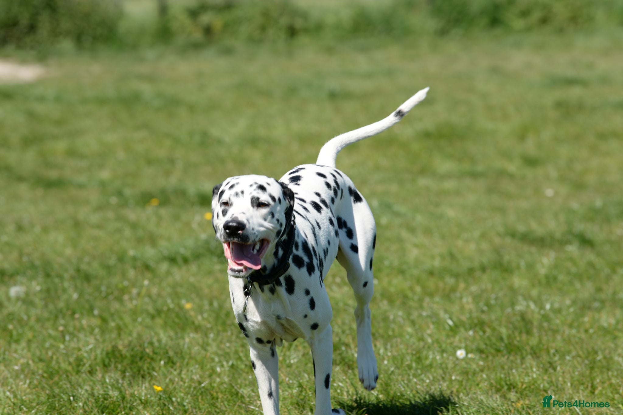 Dalmatian dogs Doodles - Advert 4