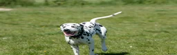 Dalmatian dogs for sale: Doodles in Didcot - Advert 1