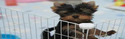 Yorkshire Terrier dogs for sale: Adorable KC reg: girl 💕 - Advert 4