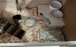 Hamster rodents for sale: female syrian hamster - Image 4