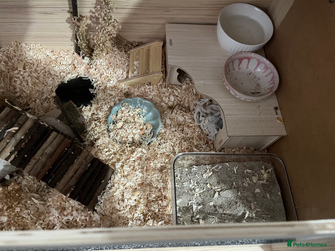 Hamster rodents for sale: female syrian hamster - Image 4