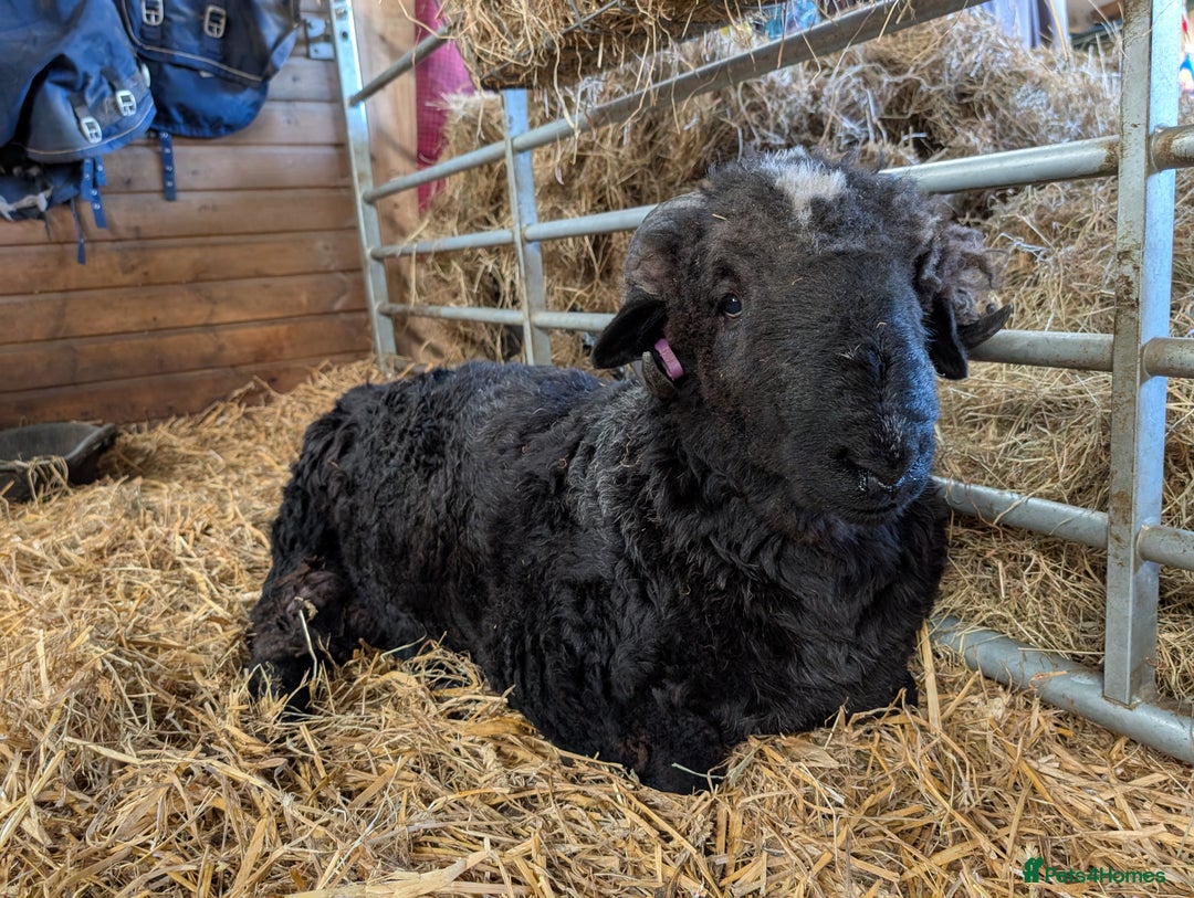 Sheep livestock for sale: Mixed Breeds - this year's stock  - Image 1