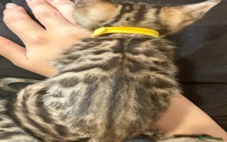 Bengal cats for sale: 6 Gorgeous Bengals kittens ready for reservation  - Image 12