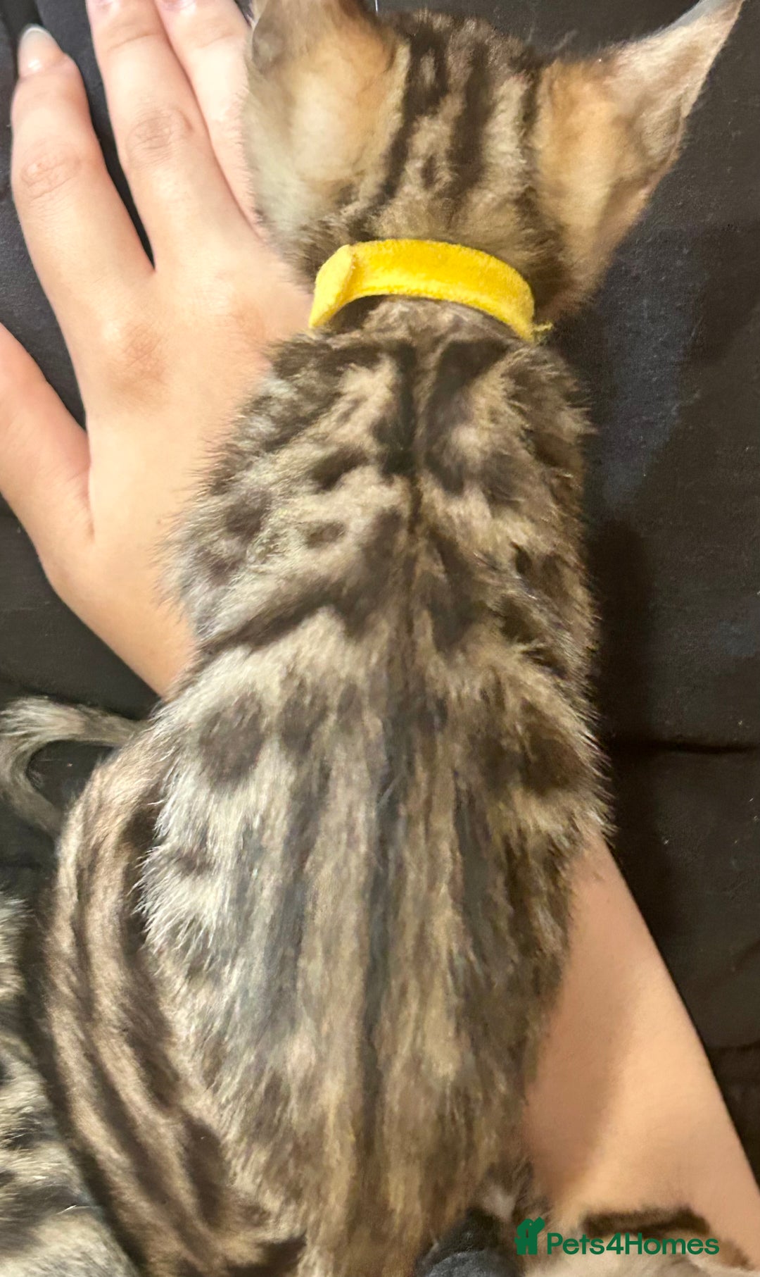Bengal cats for sale: 6 Gorgeous Bengals kittens ready for reservation  - Image 12
