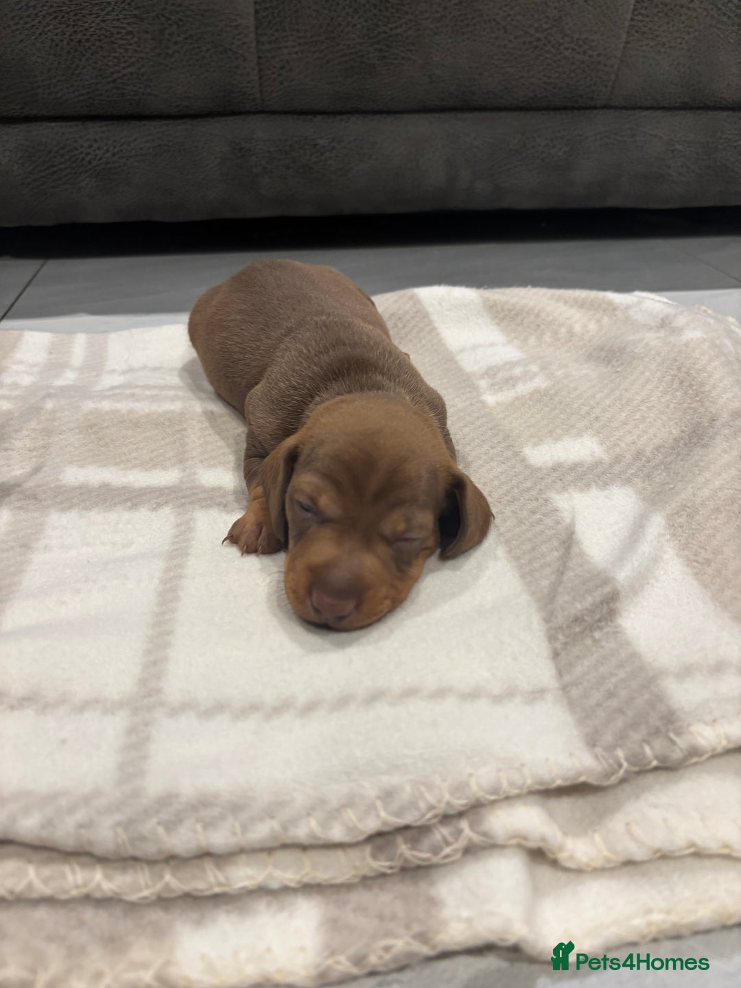 Miniature Dachshund dogs for sale: Miniature dachshund  - Advert 31