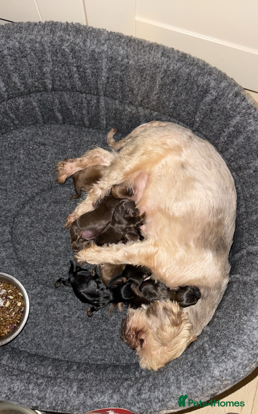 Shih Tzu dogs for sale: Incredible imperial shih tzu puppies - Advert 6