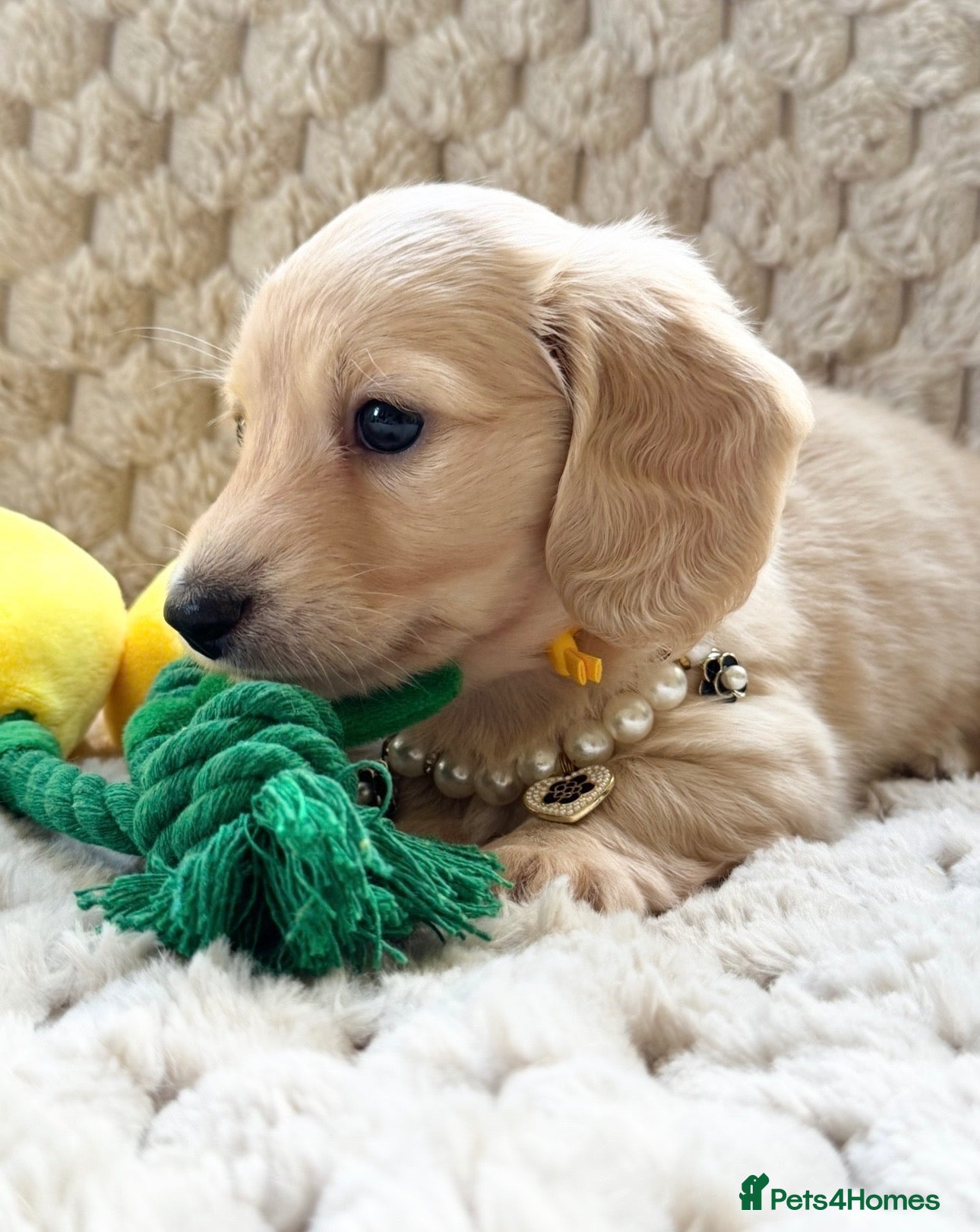 Miniature Dachshund dogs Dna colour tested true cream pups  - Advert 17