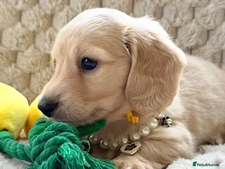 Miniature Dachshund dogs Dna colour tested true cream pups - Advert 17