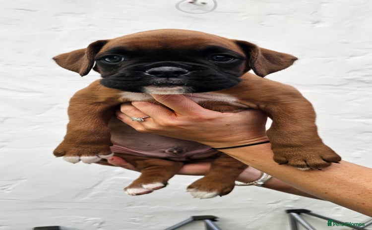 Boxer dogs - Advert 1