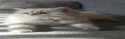 Mixed Breed cats for sale: Beautiful Chinchilla kittens - Advert 1