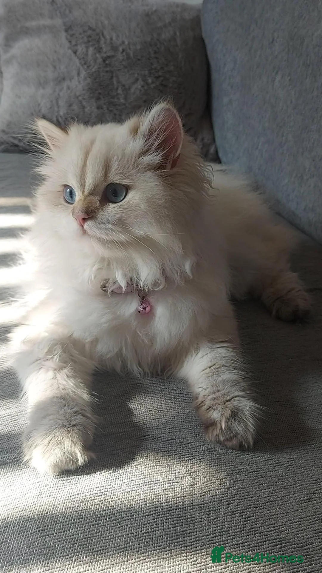 Mixed Breed cats for sale: Beautiful Chinchilla kittens - Advert 1