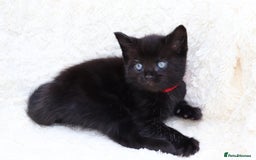 Mixed Breed cats for sale: Adorable Kittens  - Image 17