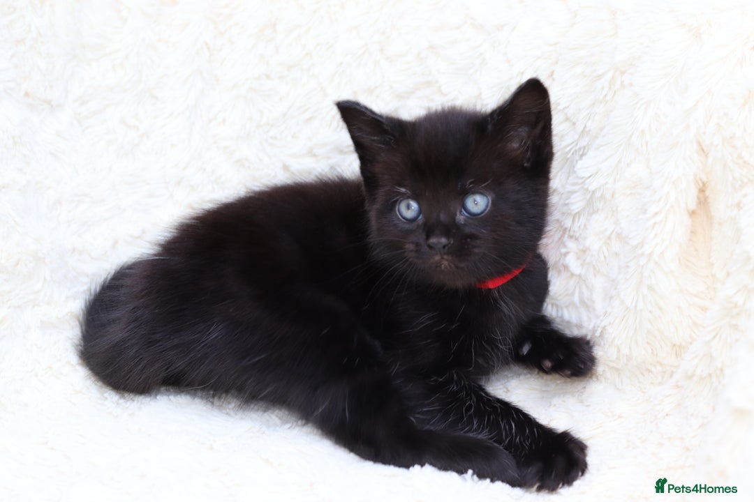 Mixed Breed cats for sale: Adorable Kittens  - Image 17