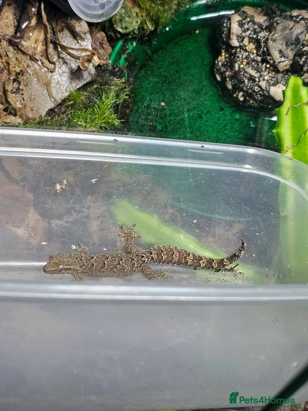 Gecko reptiles for sale: Mourning Geckos and Tank inc stand for sale!  in Ellesmere Port - Advert 6