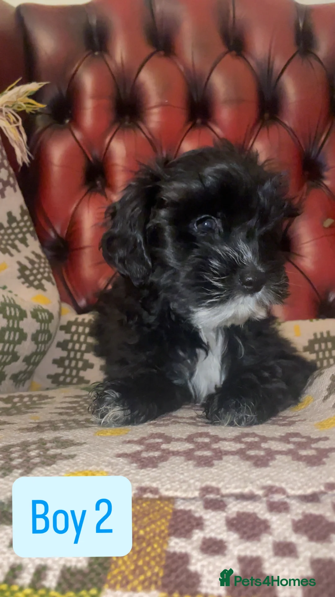 Shihpoo dogs for sale: 🐶 Beautiful Shihpoo Puppies for Sale - Advert 6