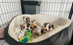 Whippet dogs for stud: Demerlay On a Promise in Wakefield - Image 6