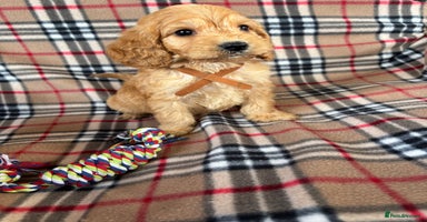 Cockapoo dogs - Advert 1