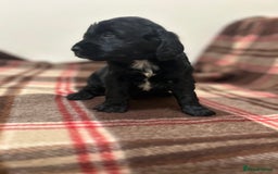 Cockapoo dogs for sale: stunning toy cockapoo  - Advert 10