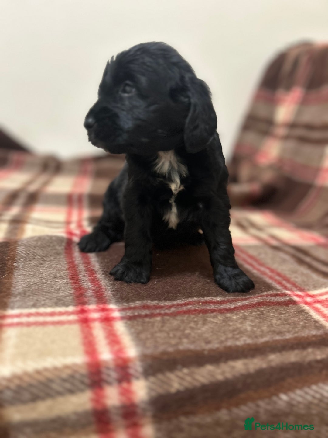 Cockapoo dogs for sale: stunning toy cockapoo  - Advert 10