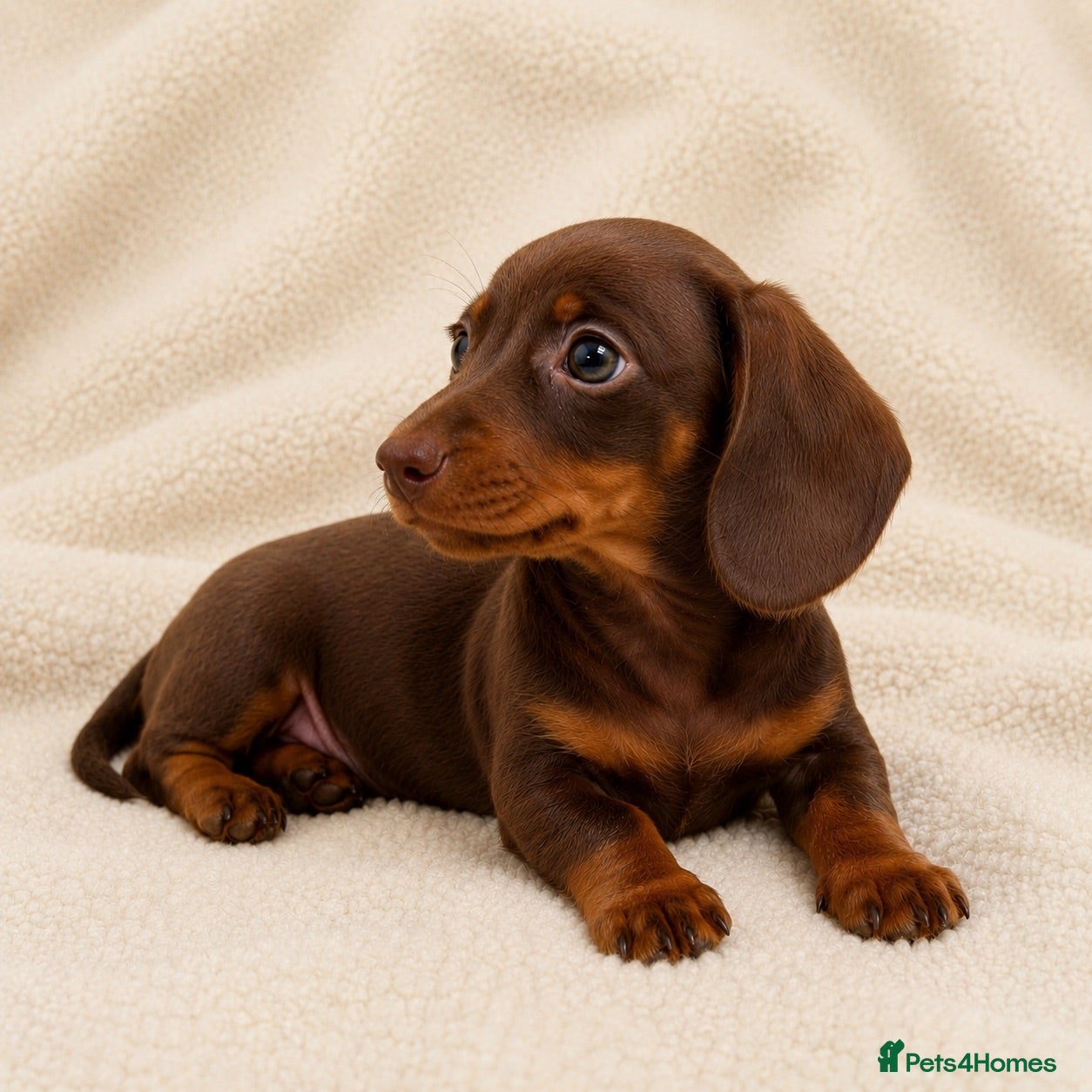 Miniature Dachshund dogs Miniature Dachshund Pups LICENSED BREEDER - Advert 2