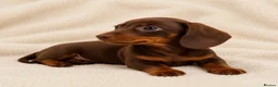 Miniature Dachshund dogs for sale: Miniature Dachshund Pups LICENSED BREEDER - Advert 2