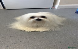 Maltese dogs for stud: Maltese stud only !!   - Image 7