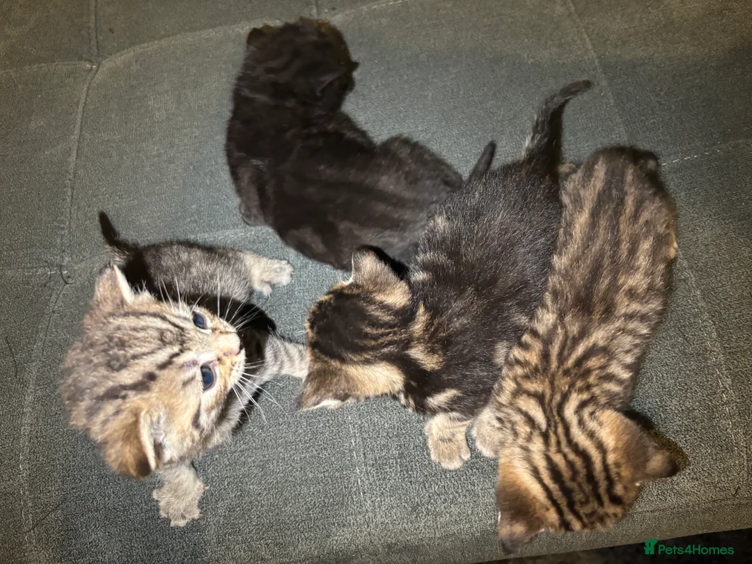 Mixed Breed cats for sale: Tabby kittens for sale!! - Advert 8