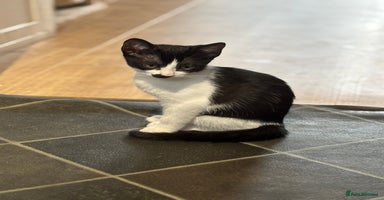 Mixed Breed cats in Wimborne - Advert 7