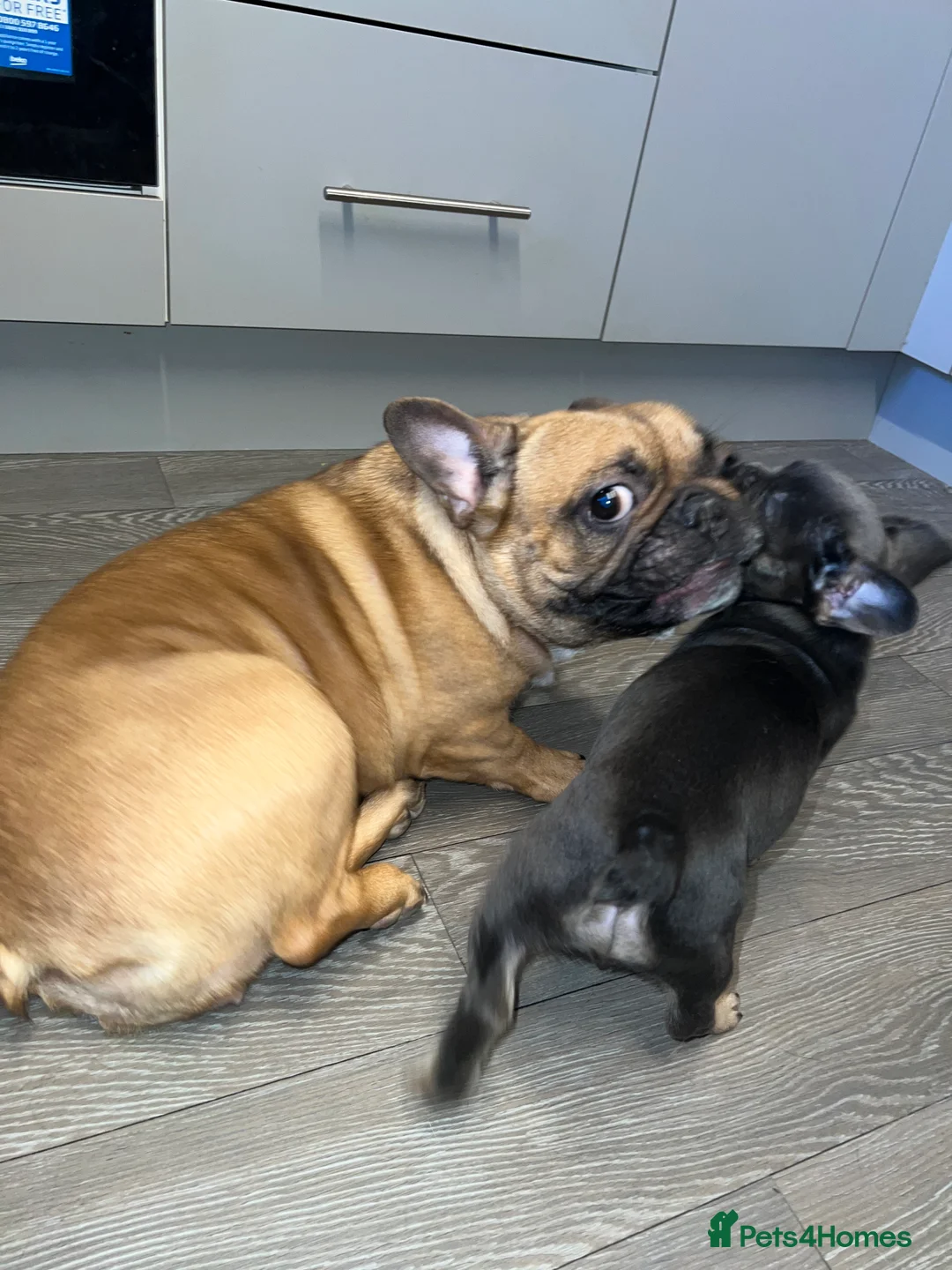 French Bulldog dogs for sale: Adorable 3-Year-Old Male & Female French Bulldog - Advert 28