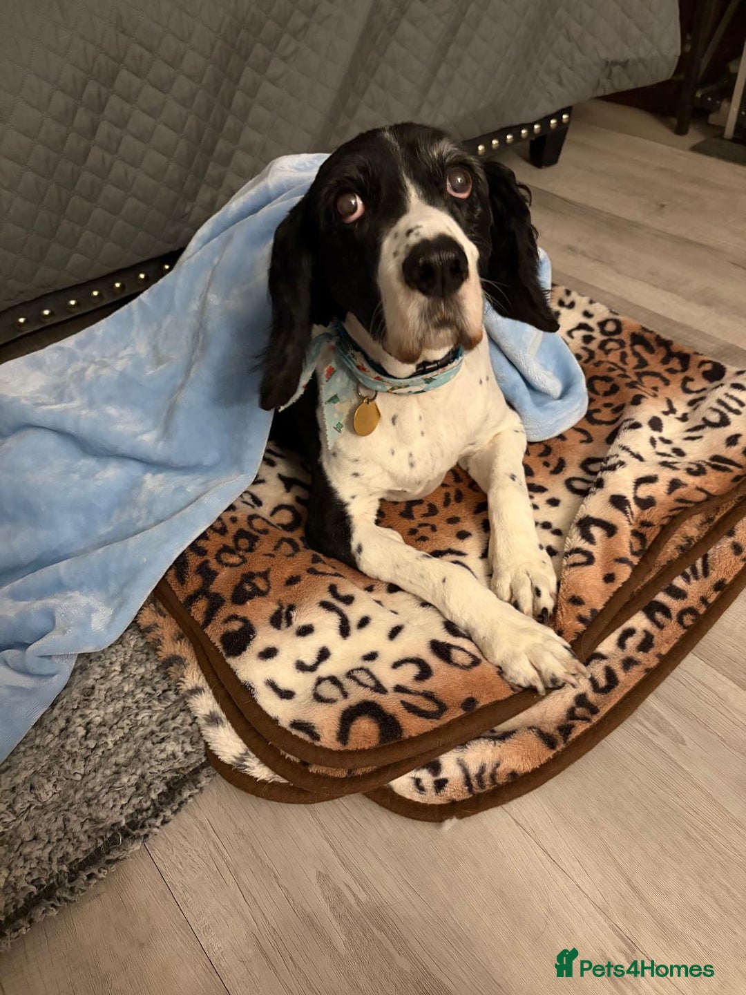 Mixed Breed dogs for adoption: 💙JAKE💙-A GOLDEN BOY WHO DESERVES PEACE, NOT LOSS - Advert 11