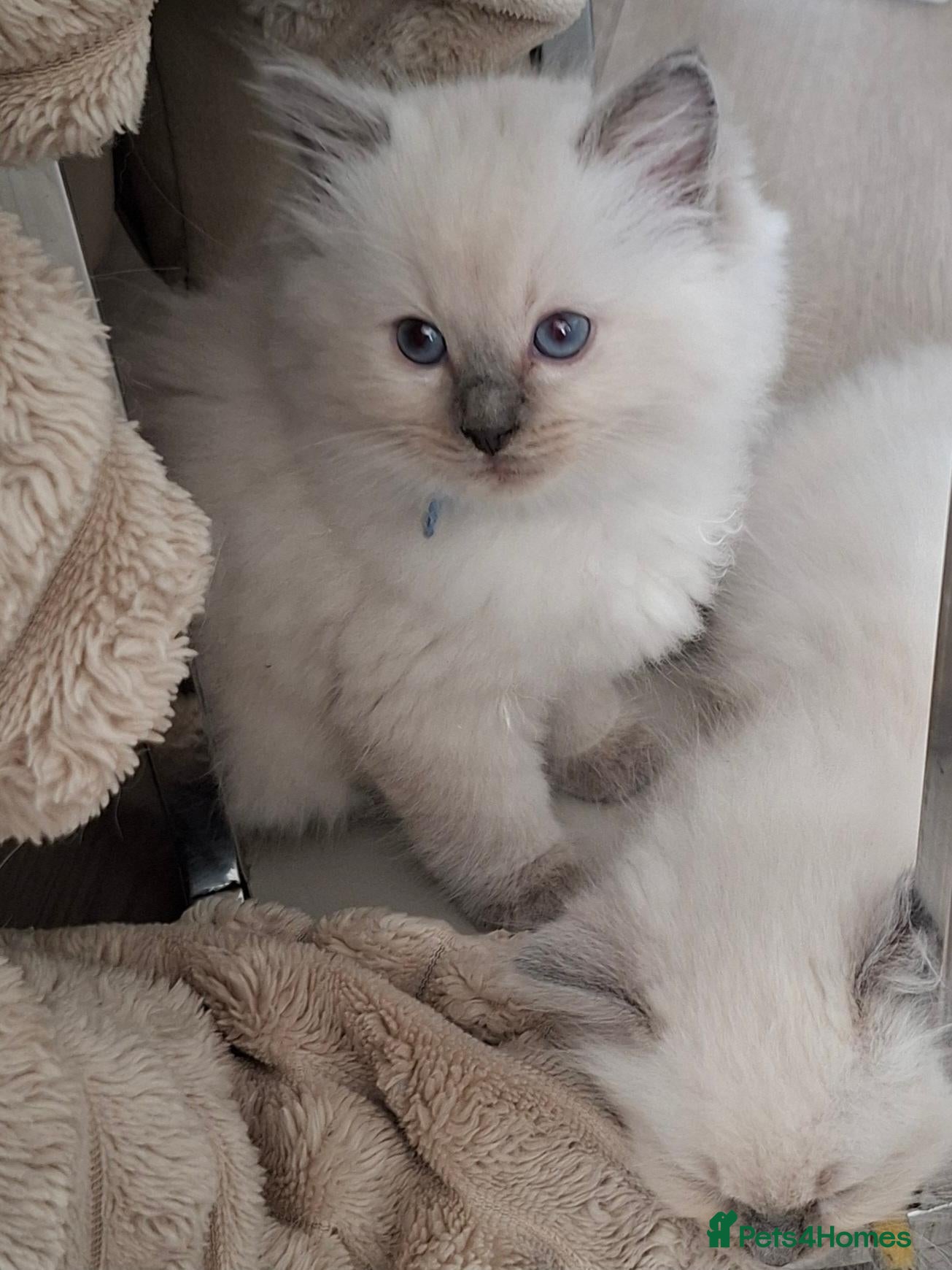 Ragdoll cats Beautiful Ragdoll kittens  - Advert 1