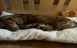 Miniature Dachshund dogs for sale: Mini Dachshund puppies   - Image 15