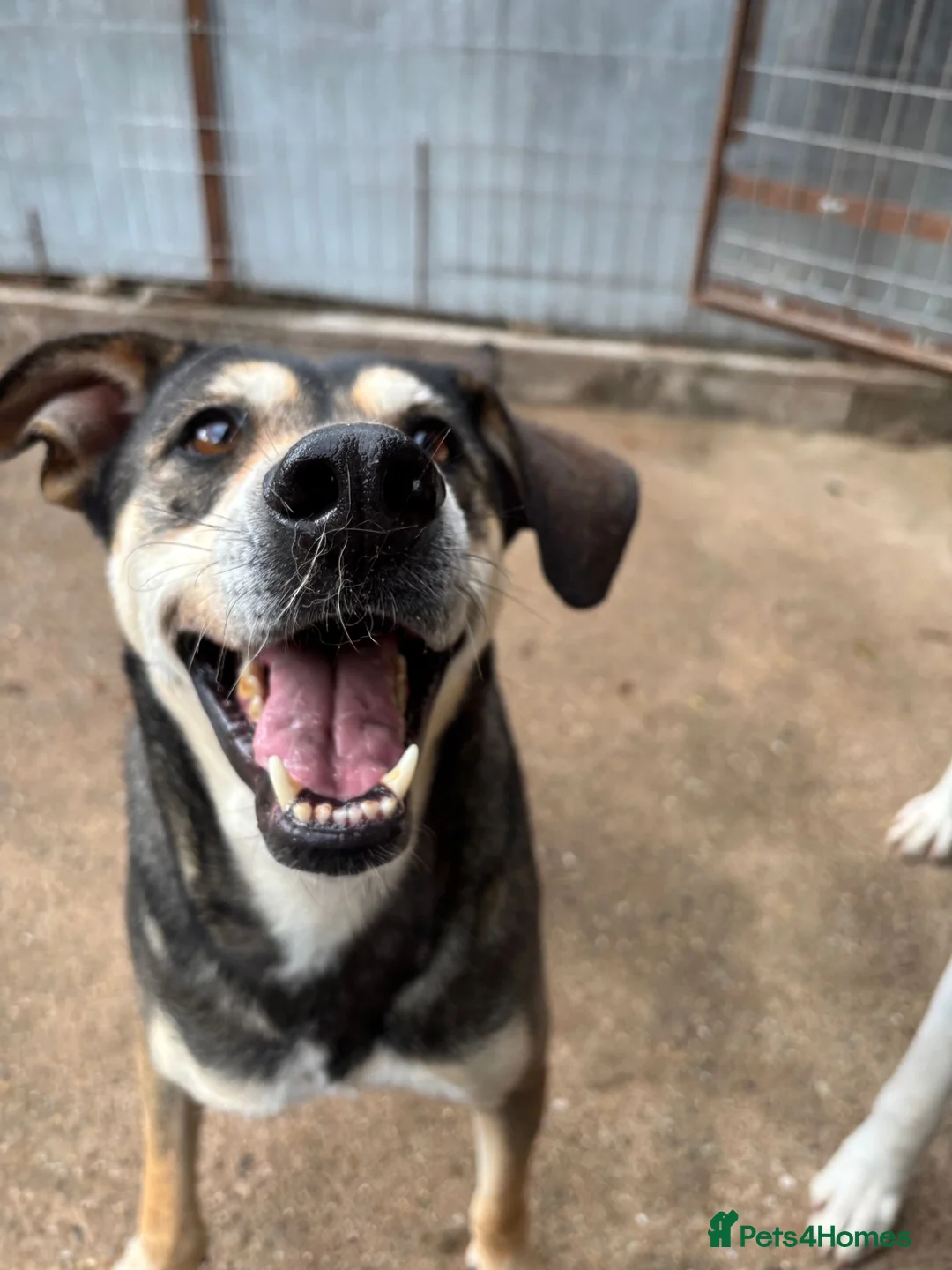 Mixed Breed dogs for adoption: Pogo is looking for a family  in Coventry - Advert 9