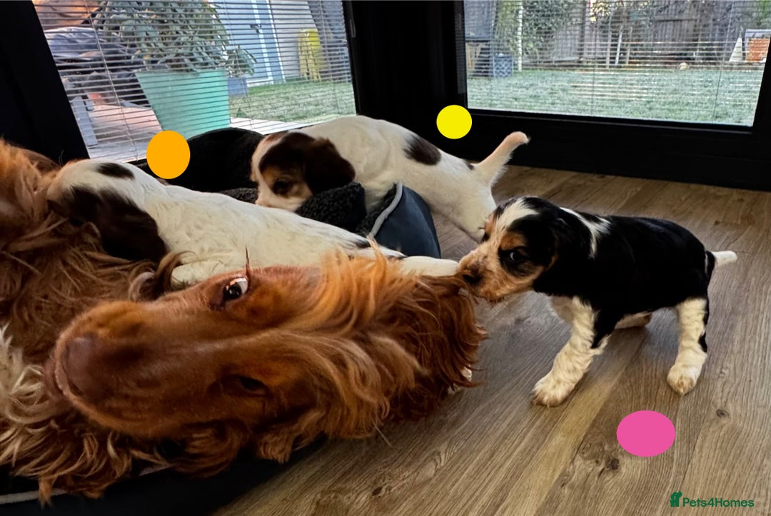 Cocker Spaniel dogs for sale: Fantastic Show / Working Cocker Spaniels - Advert 6