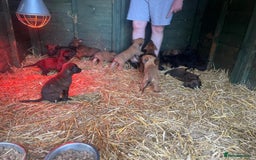 Belgian Shepherd Dog dogs for sale: Litter  - Image 23