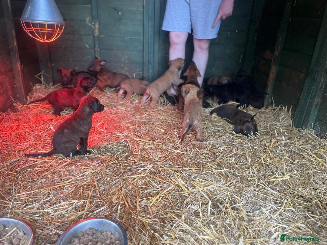 Belgian Shepherd Dog dogs for sale: Litter  - Image 23