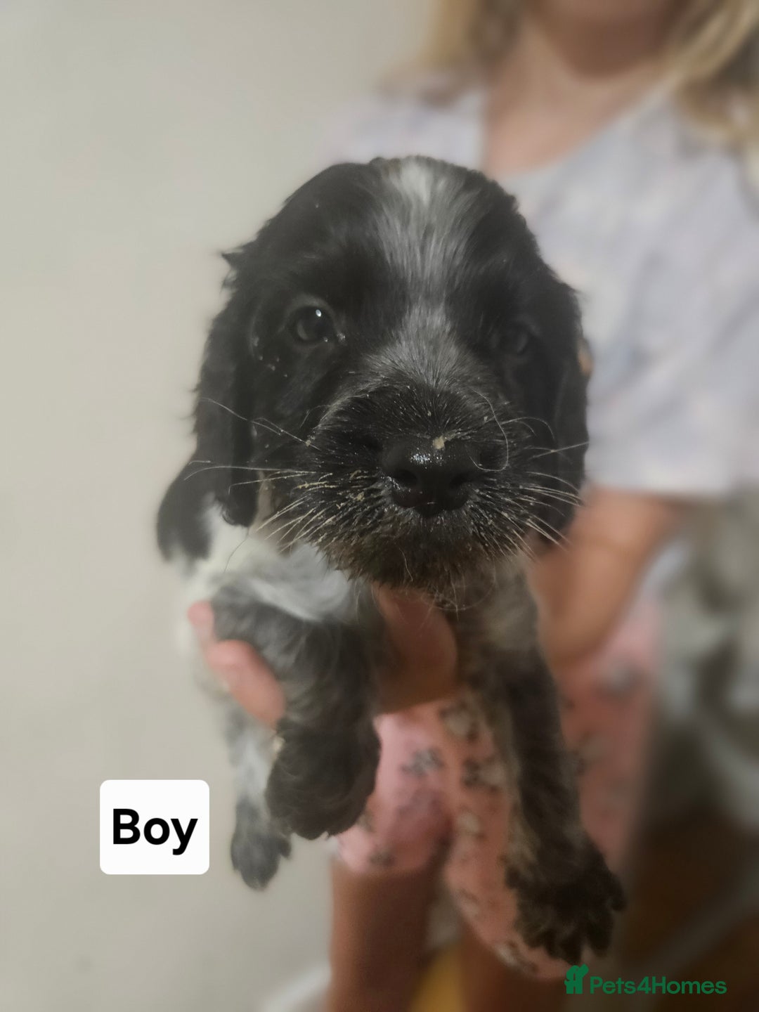 Cocker Spaniel dogs for sale: Beautiful Mixed Colour Cocker Spaniel Puppies - Image 4