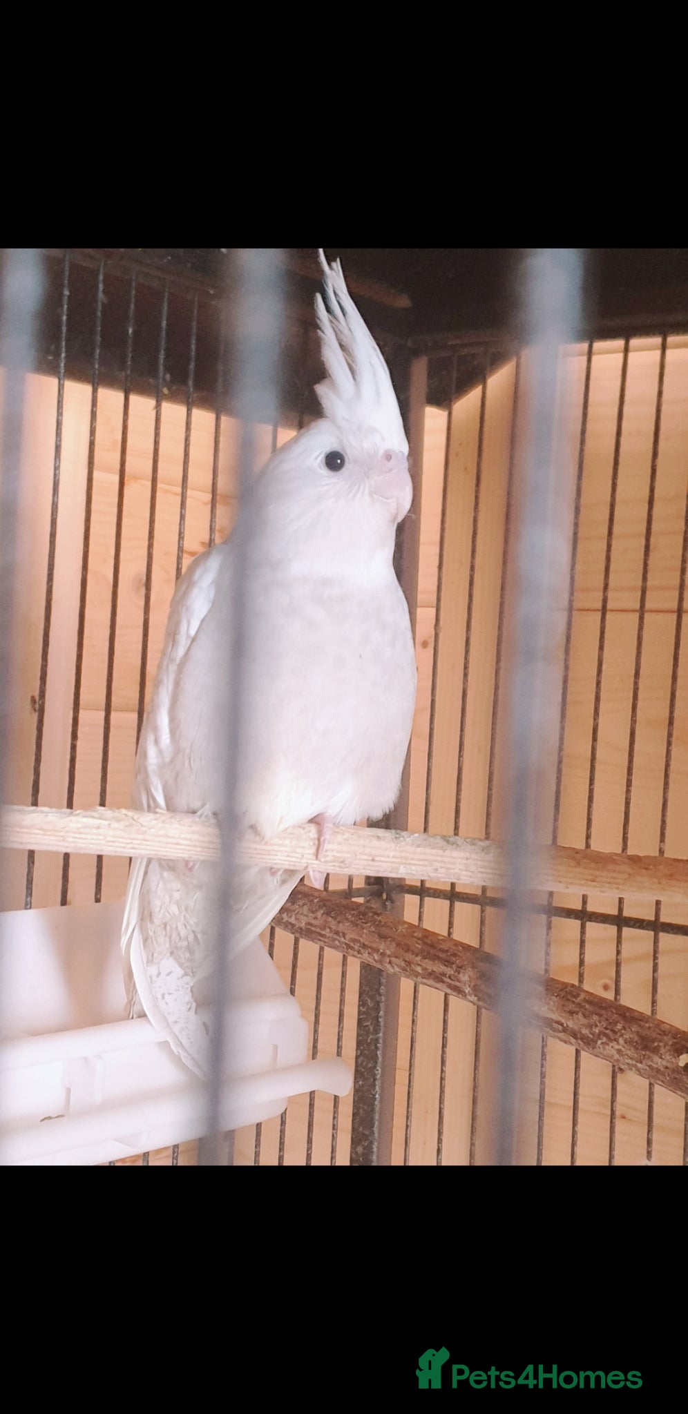 Cockatiels birds ** 2x resrved *NEW babies*hand reared cockatiels* - Advert 21