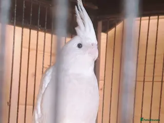 Cockatiels birds ** 2x resrved *NEW babies*hand reared cockatiels* - Advert 7