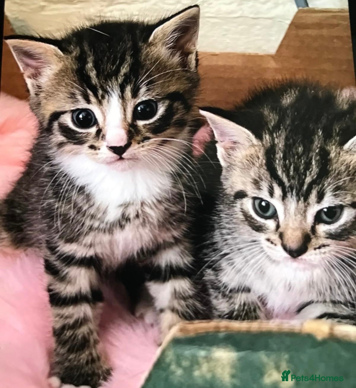 Mixed Breed cats Adorable 4 kittens  - Advert 16
