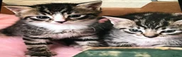 Mixed Breed cats for sale: Adorable 4 kittens  - Advert 8