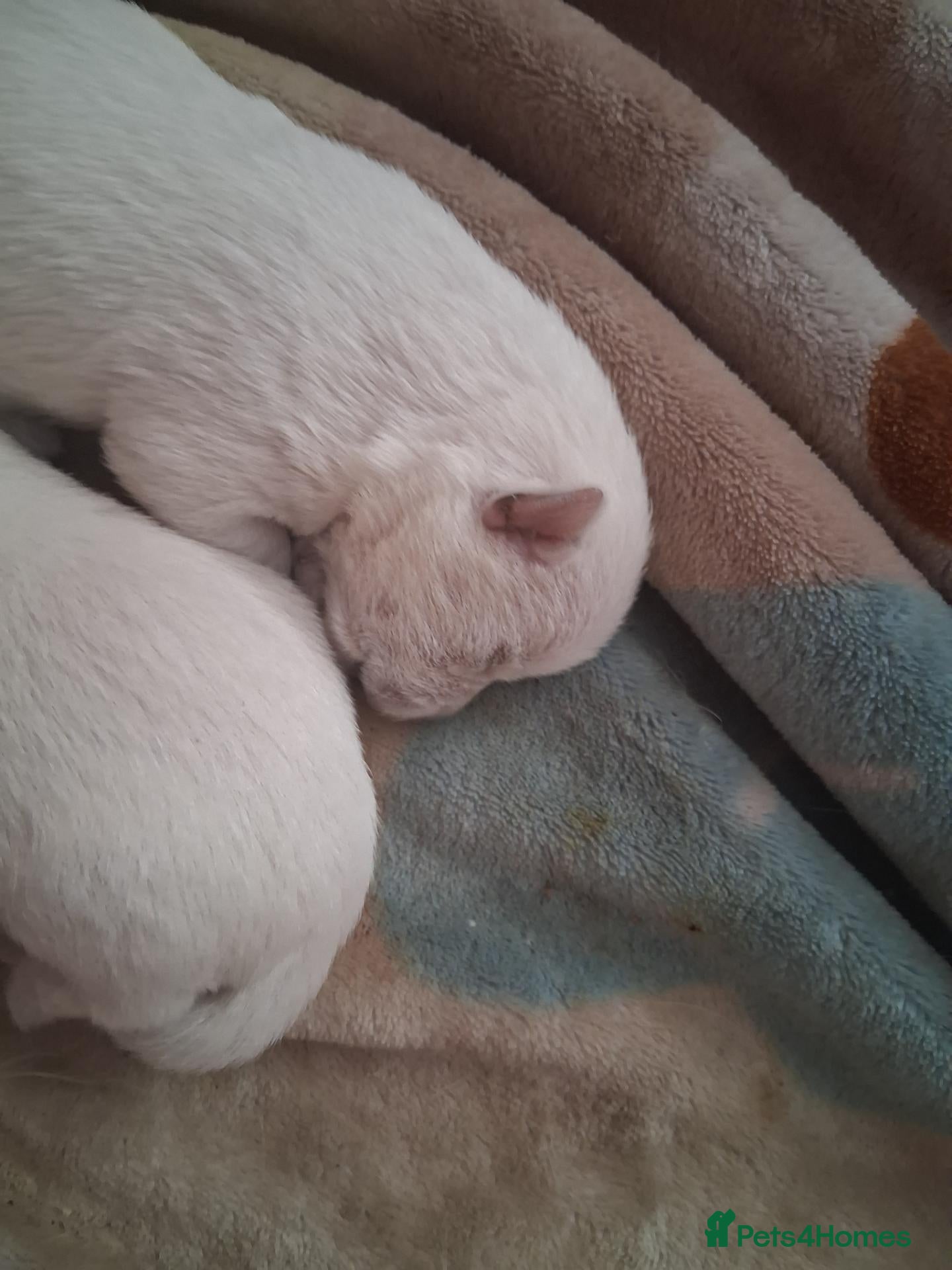 West Highland Terrier dogs for sale: West Highland terriers  - Advert 1