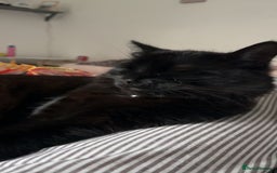 RagaMuffin cats for sale: Cat, Oreo - Advert 4