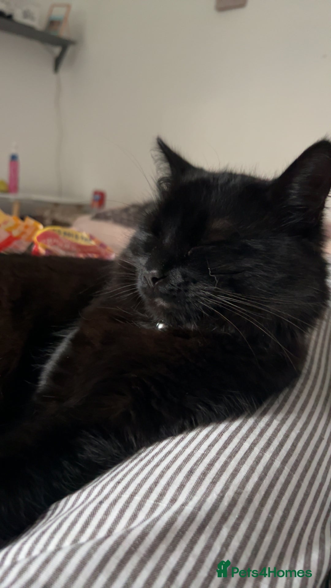 RagaMuffin cats for sale: Cat, Oreo - Advert 4