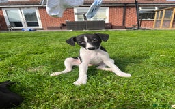 Whippet dogs for sale: Whippets  - Image 6