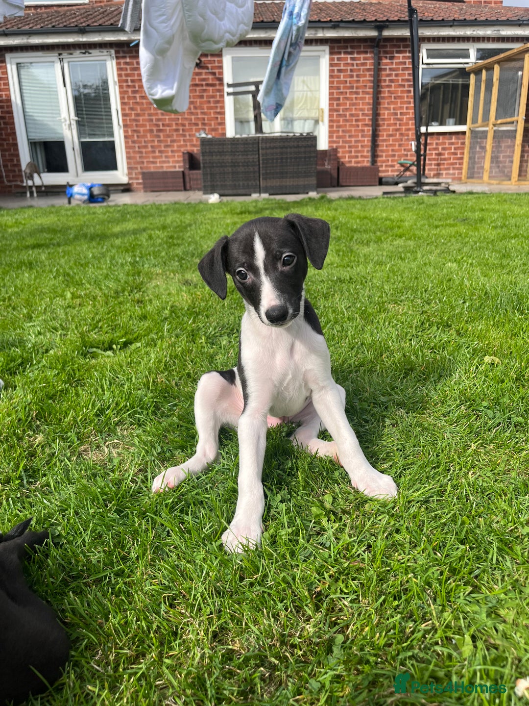 Whippet dogs for sale: Whippets  - Image 6