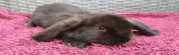 Mini Lop rabbits for sale: Cute French x Mini Lop Ready to Go!!! - Advert 27
