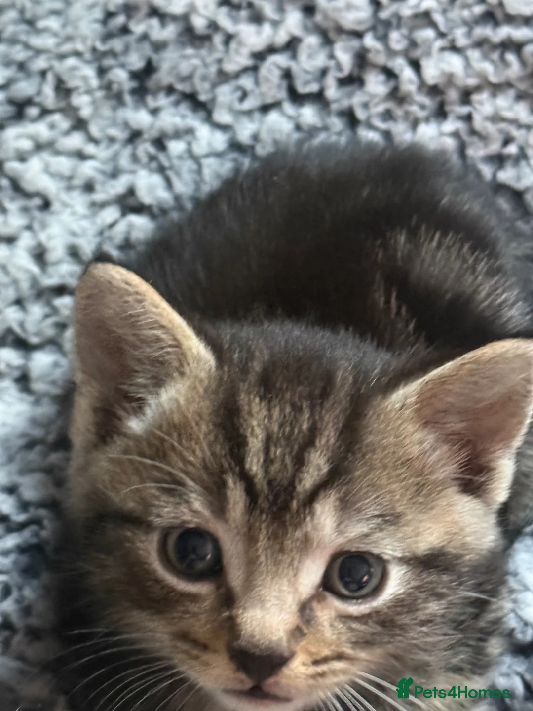 Mixed Breed cats for sale: Kittens - Advert 17